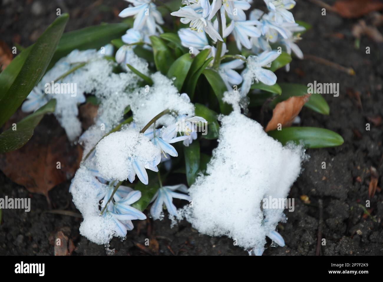 Kastrup/Kopenhagen /Denmmark/08. März 2023/Weiße Schneeblampen Blumen bedeckt mit Schnee in der dänischen Hauptstadt Kopenhagen. (Foto.Francis Joseph Dean/Dean Pictures) Stockfoto