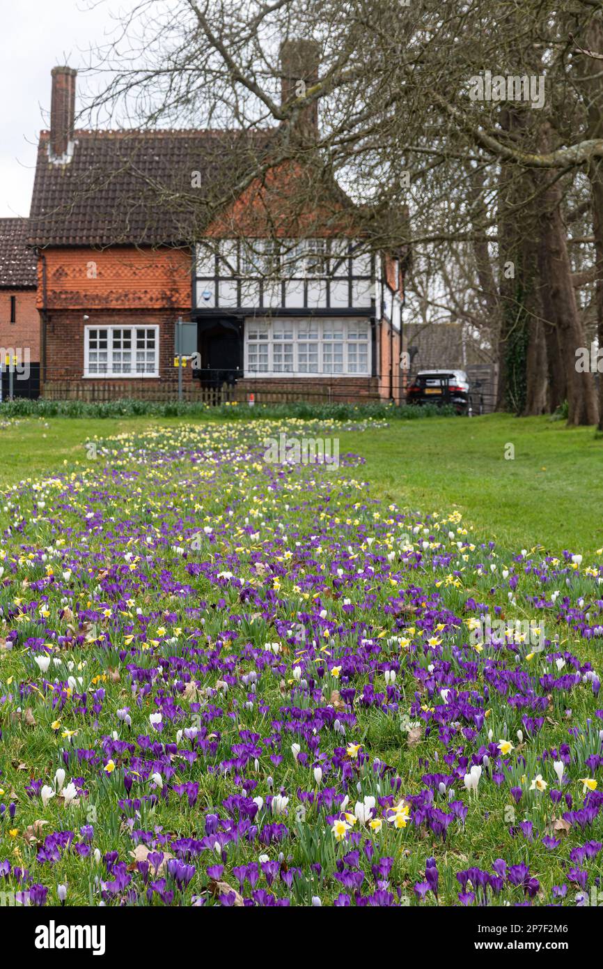 Krokusse und Narzissen, Frühlingsblumen in Stoke Park Gardens in Guildford, Surrey, England, Großbritannien im März Stockfoto
