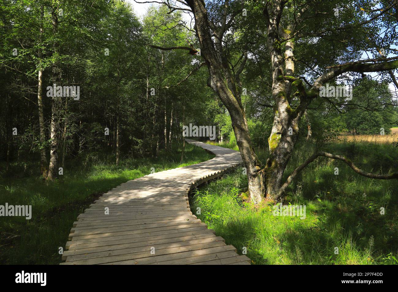 Holzplanken im schwarzen Moor, Rhön-Gebirge - Deutschland Stockfoto