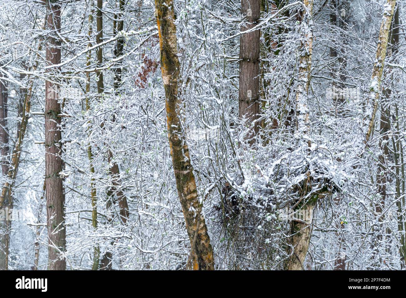 Schneeszene im Wald oder Wald im Caesar's Camp, Hampshire, England, Großbritannien, 8. März 2023. Schneebedeckte Landschaft. Stockfoto