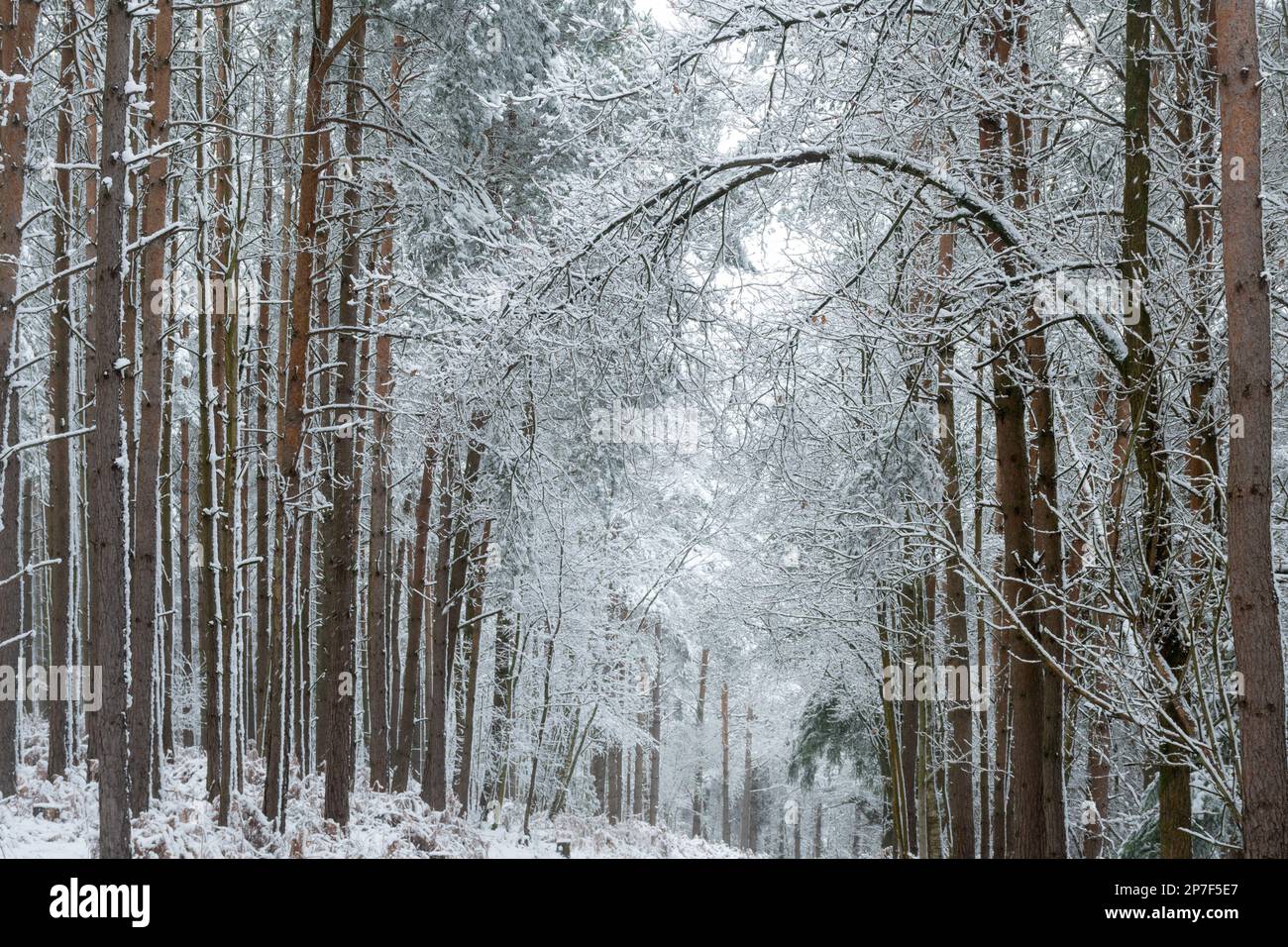 Schneeszene im Wald oder Wald im Caesar's Camp, Hampshire, England, Großbritannien, 8. März 2023. Schneebedeckte Landschaft. Stockfoto