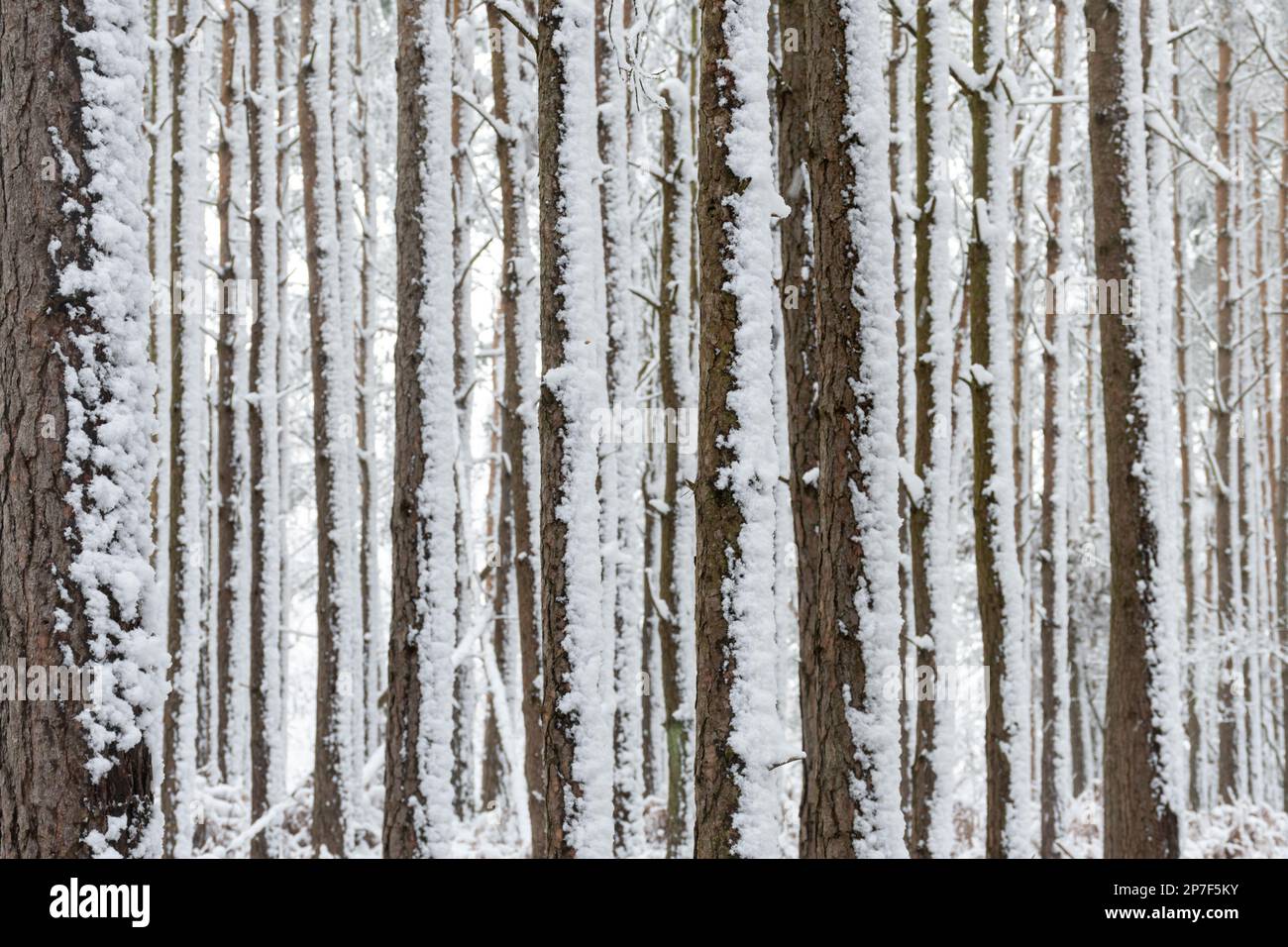 Snow Scene in Forest in Caesar's Camp, Hampshire, England, Großbritannien, 8. März 2023. Schneebedeckte Waldlandschaft. Stockfoto