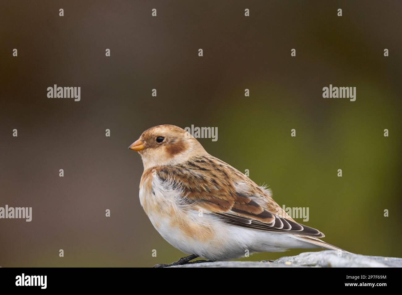 Schneeblöckchen (Plectrophenax nivalis) im Winter im Hochland Schottlands, Vereinigtes Königreich. Stockfoto