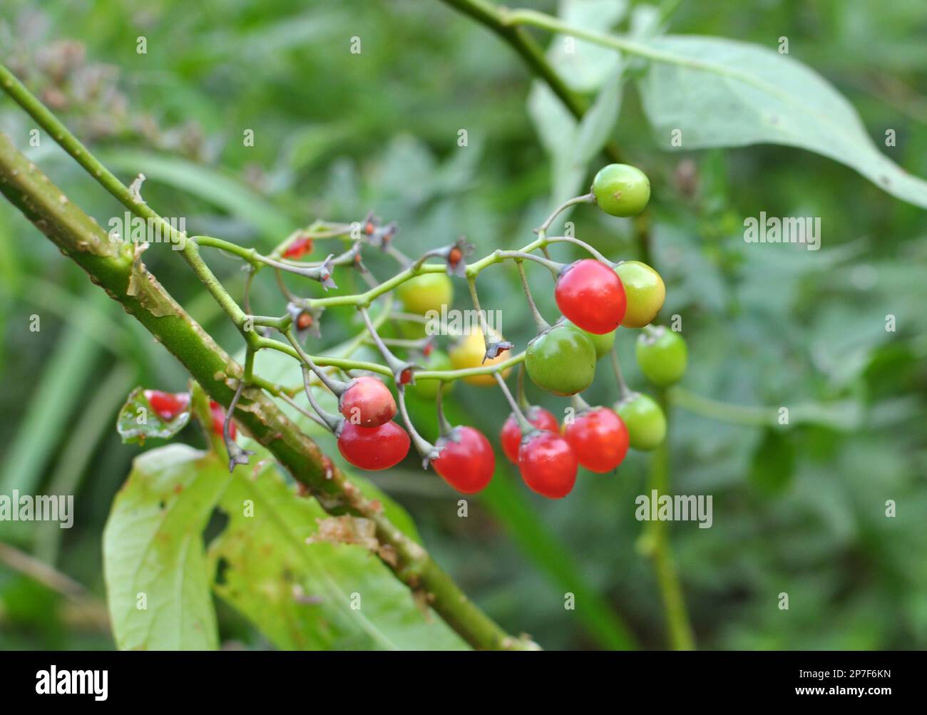 Solanum Bitter (Solanum dulcamara) wächst in freier Wildbahn Stockfoto