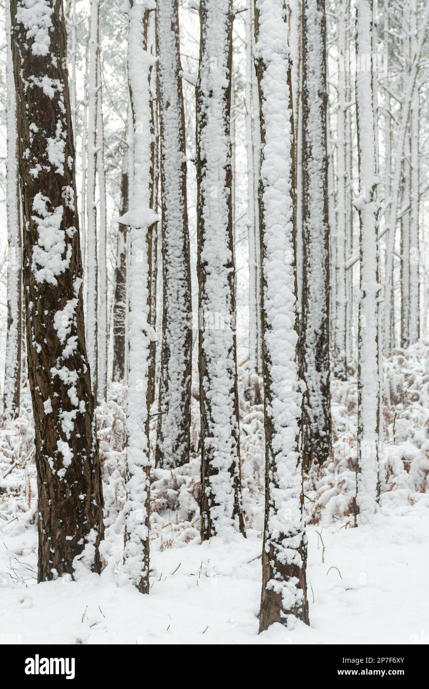 Snow Scene in Forest in Caesar's Camp, Hampshire, England, Großbritannien, 8. März 2023. Schneebedeckte Waldlandschaft. Stockfoto