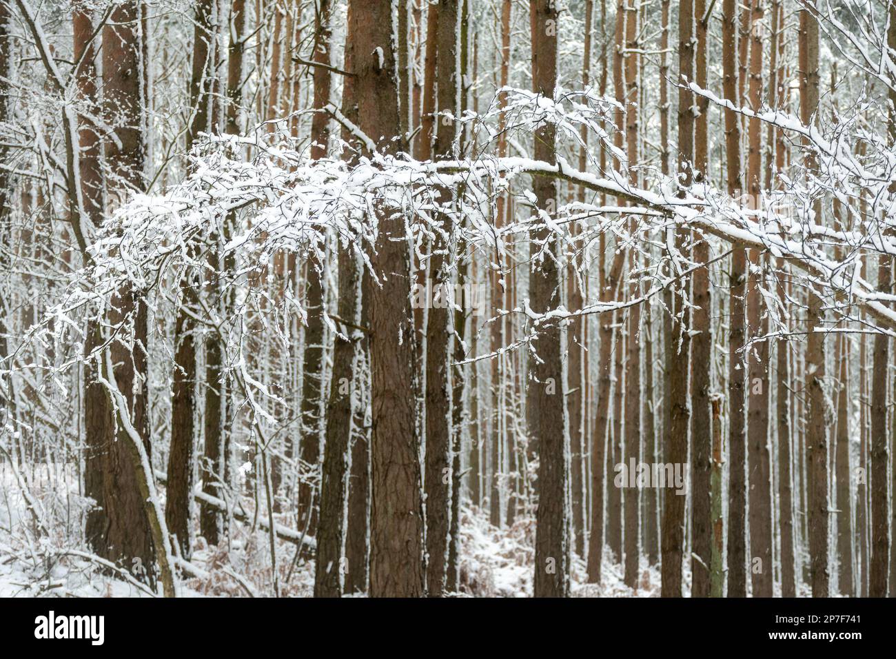 Snow Scene in Forest in Caesar's Camp, Hampshire, England, Großbritannien, 8. März 2023. Schneebedeckte Waldlandschaft. Stockfoto