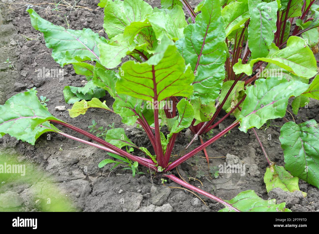 Rote Tafelrüben wachsen in offenem organischen Boden Stockfoto