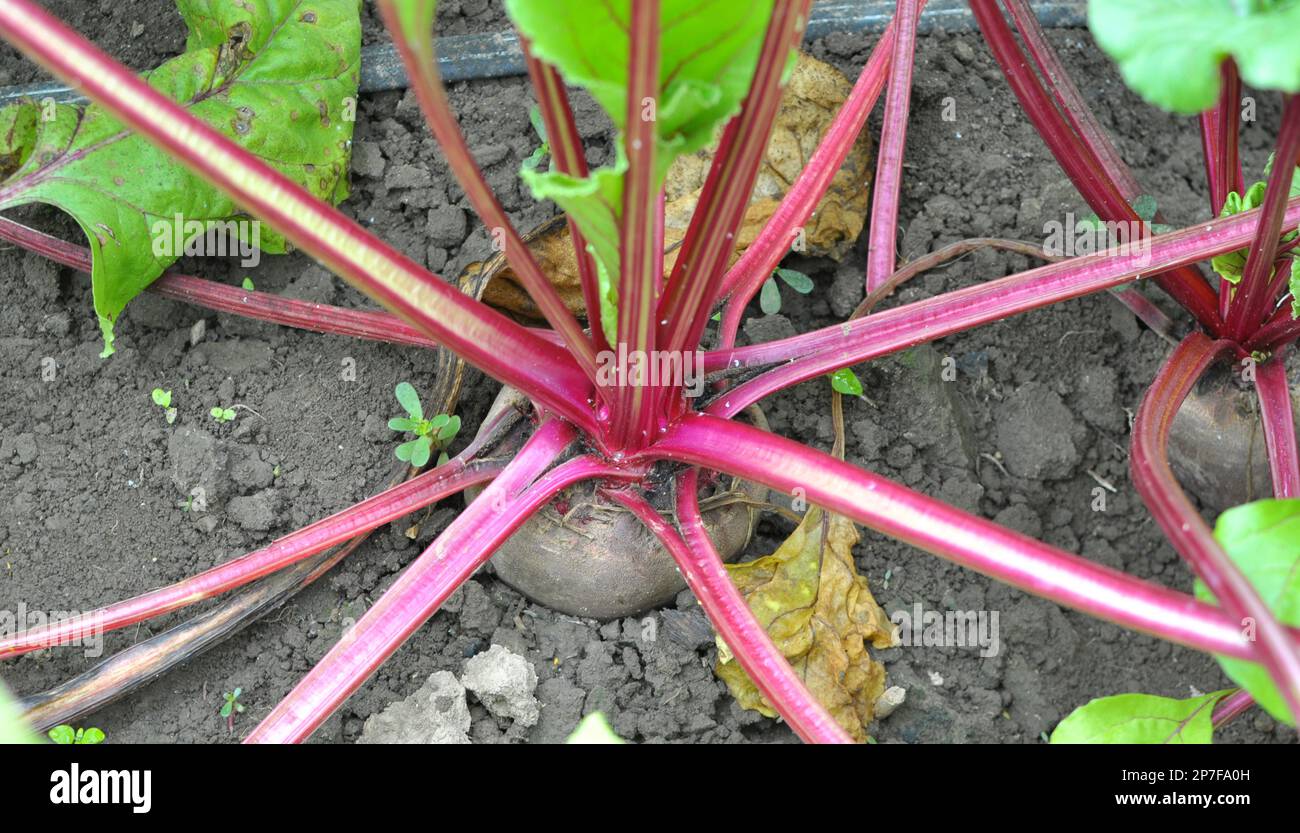 Rote Tafelrüben wachsen in offenem organischen Boden Stockfoto