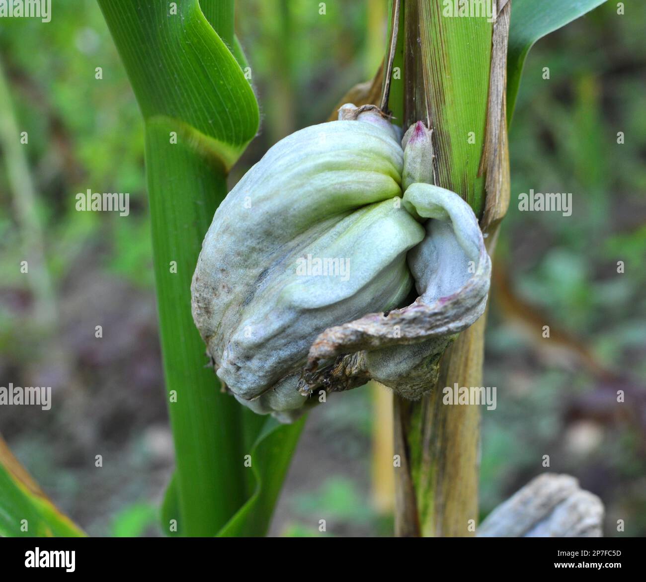 Kranke Maispflanze mit Pilz Ustilago zeae Unger Stockfoto