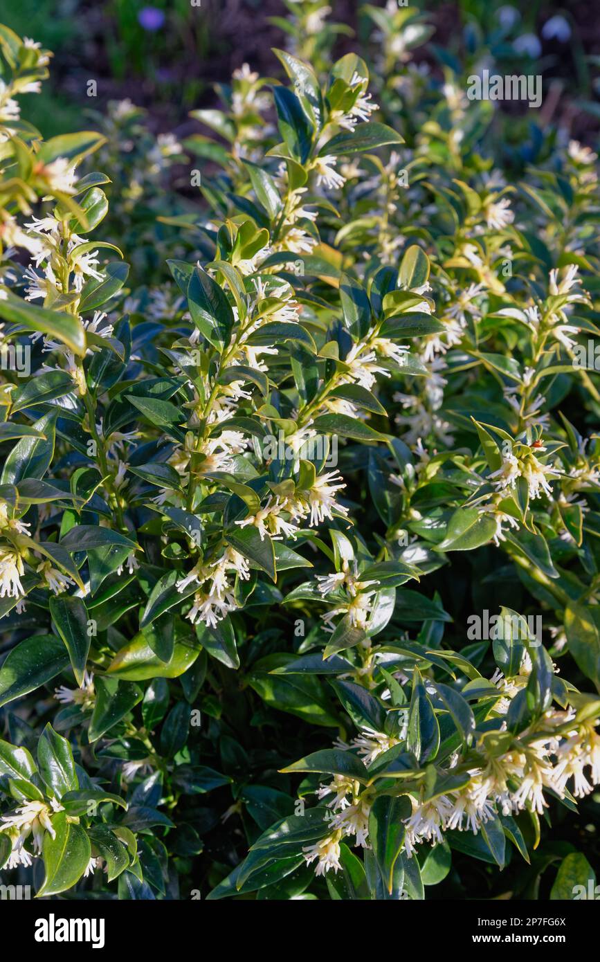 Nahaufnahme des immergrünen Blumenstrauchs von Sarcococca ruscifolia, duftende Süßbox Stockfoto