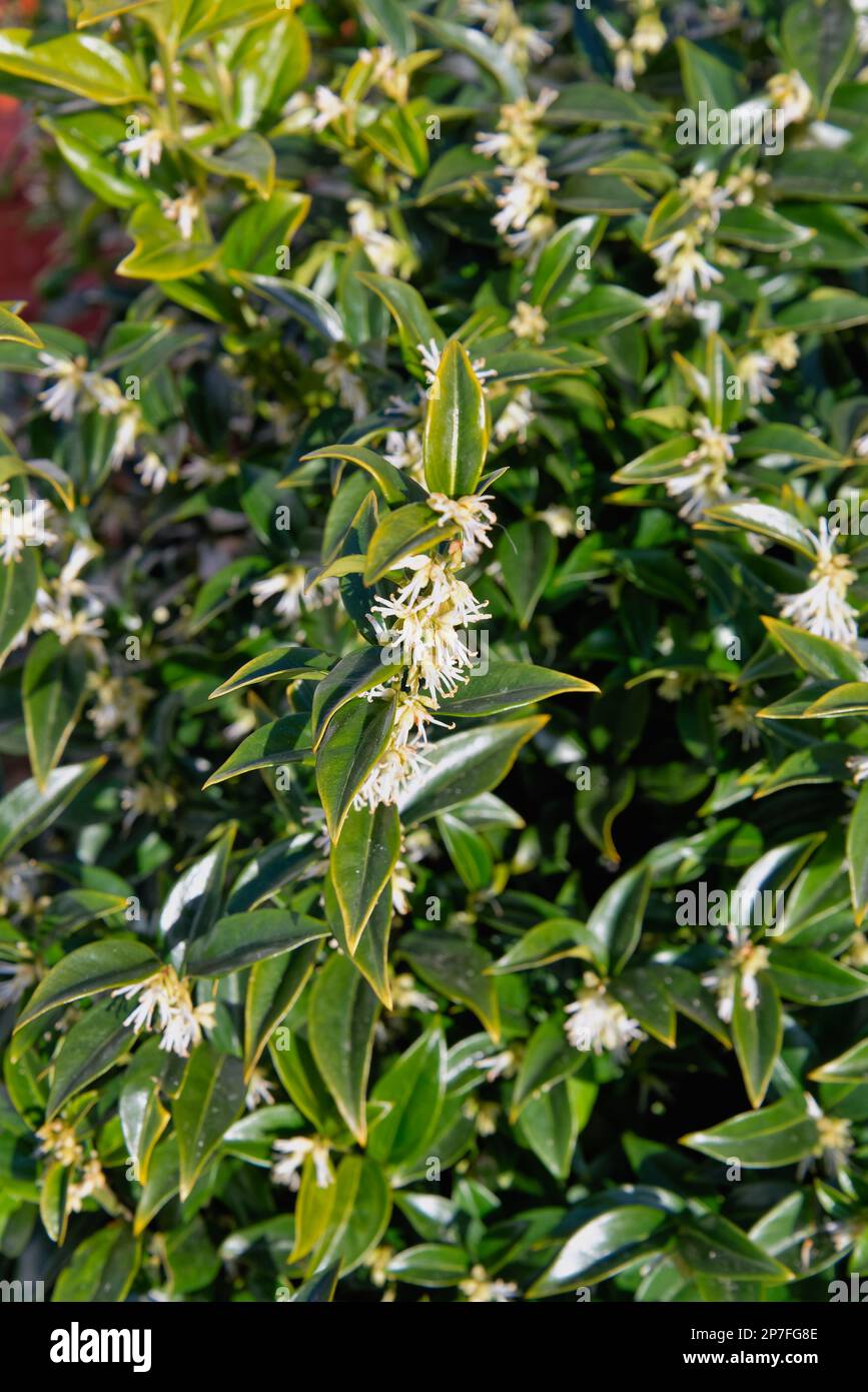 Nahaufnahme des immergrünen Blumenstrauchs von Sarcococca ruscifolia, duftende Süßbox Stockfoto
