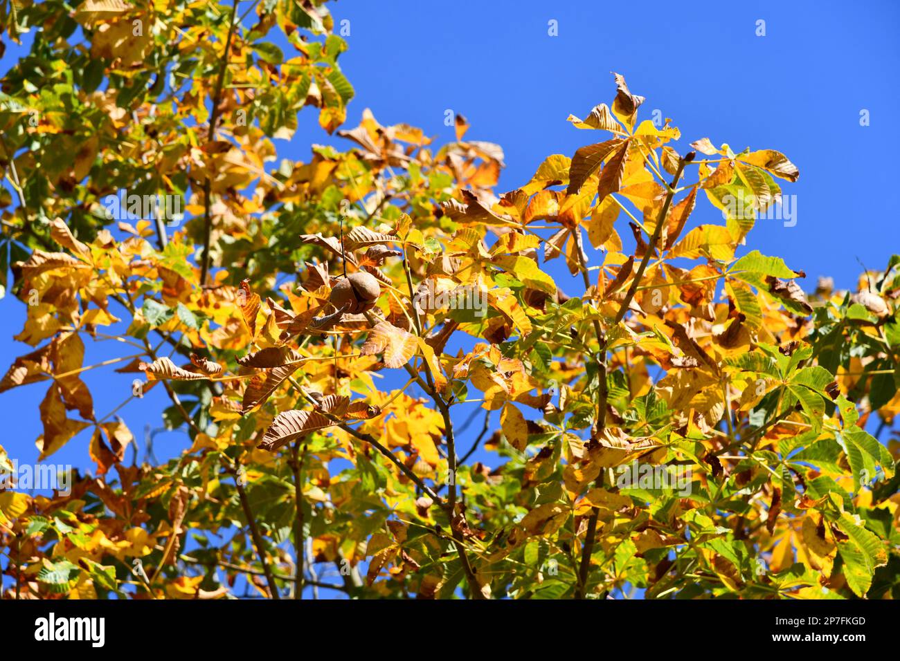 Kastanie mit tollen Herbstfarben Stockfoto