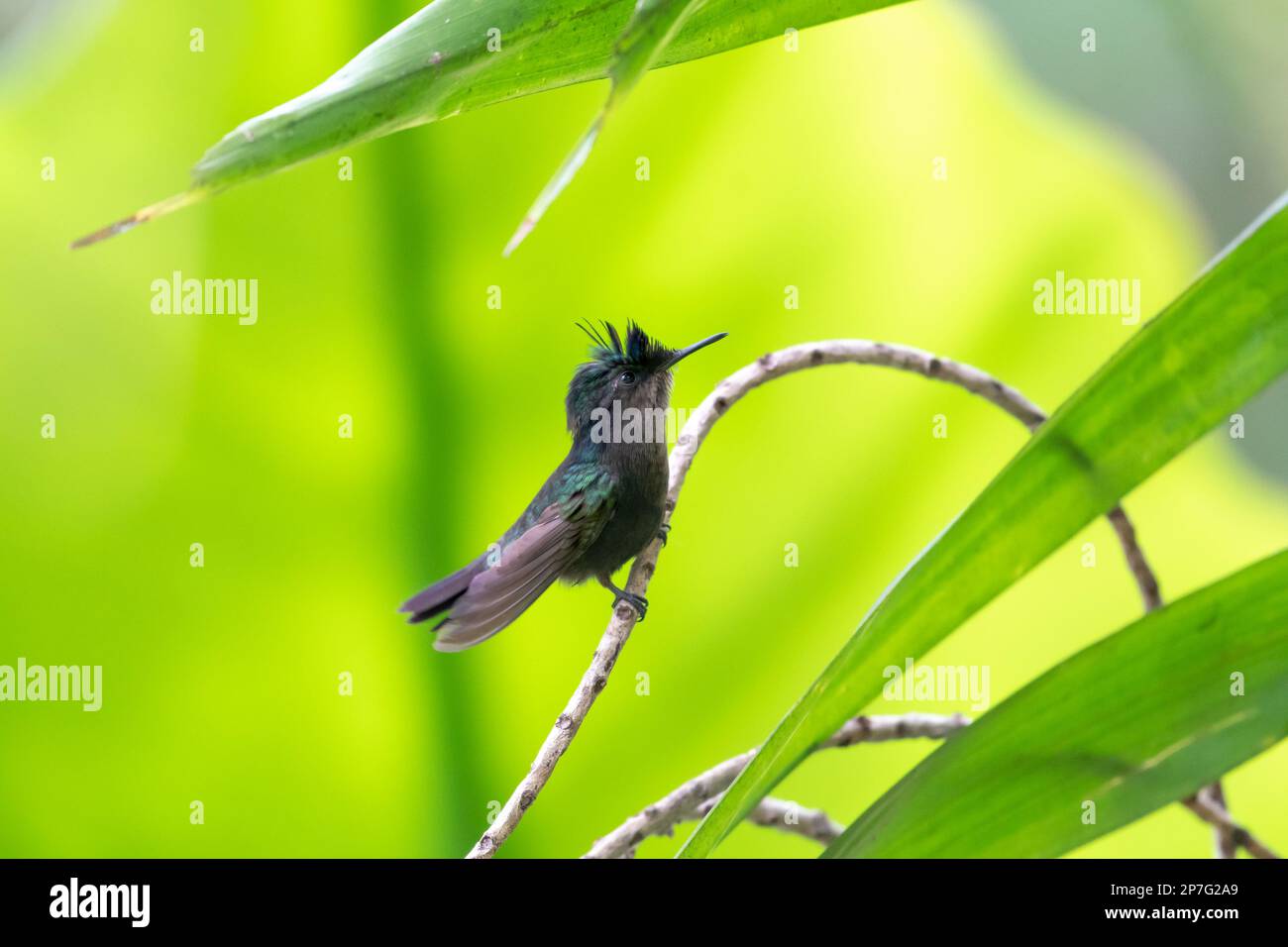 Kleiner Kolibri mit Antillea, Orthorhyncus cristatus, hoch oben auf einem Ast im Wald mit grünem Hintergrund. Stockfoto