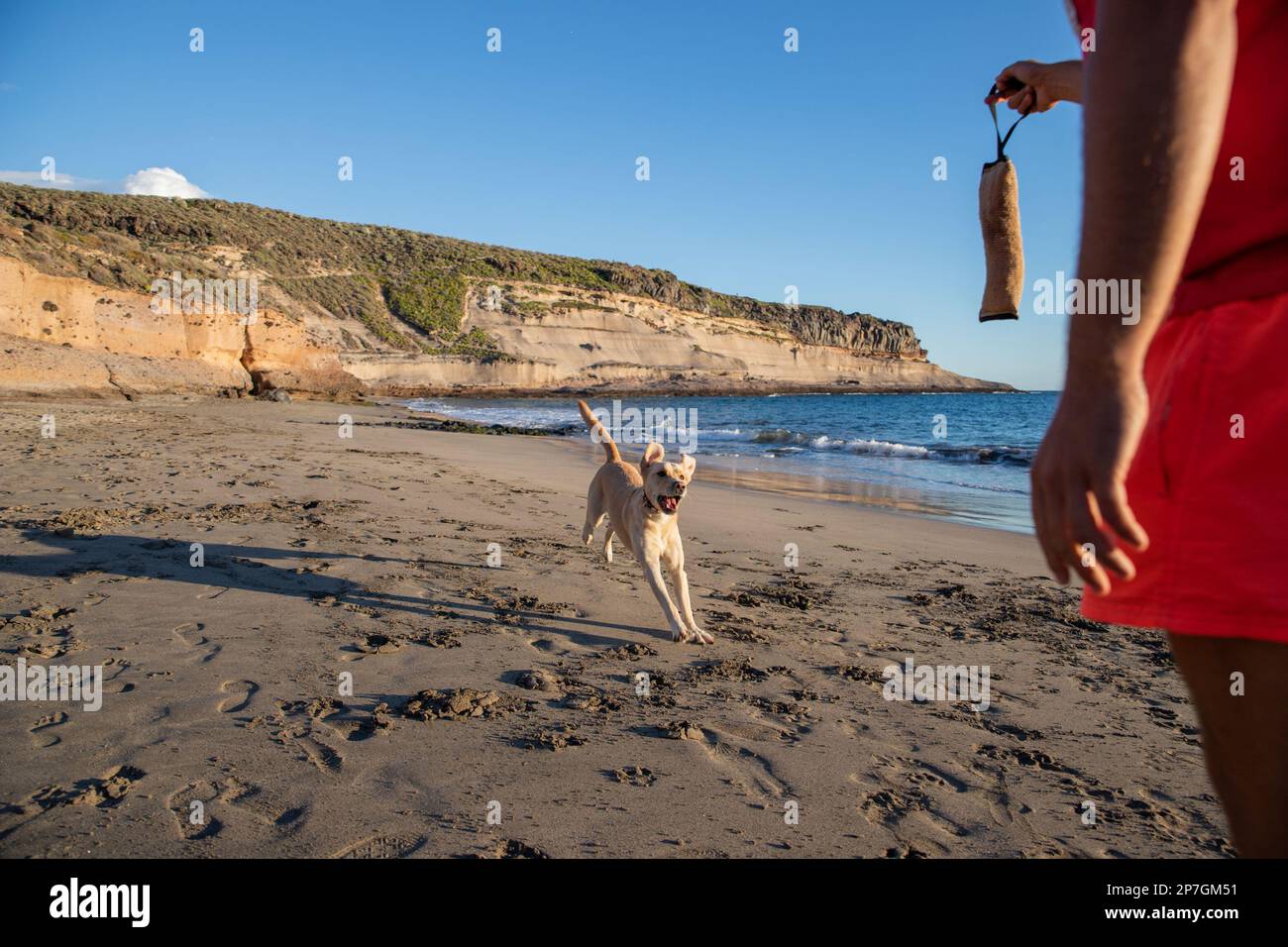 Ein Hundetrainer während eines Trainings am Strand mit einem Hund, der gleich das Kauspielzeug fängt Stockfoto