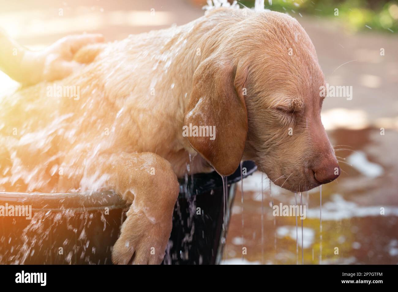 labrador-Hund auf sonnigen, verschwommenen Hintergrund baden Stockfoto