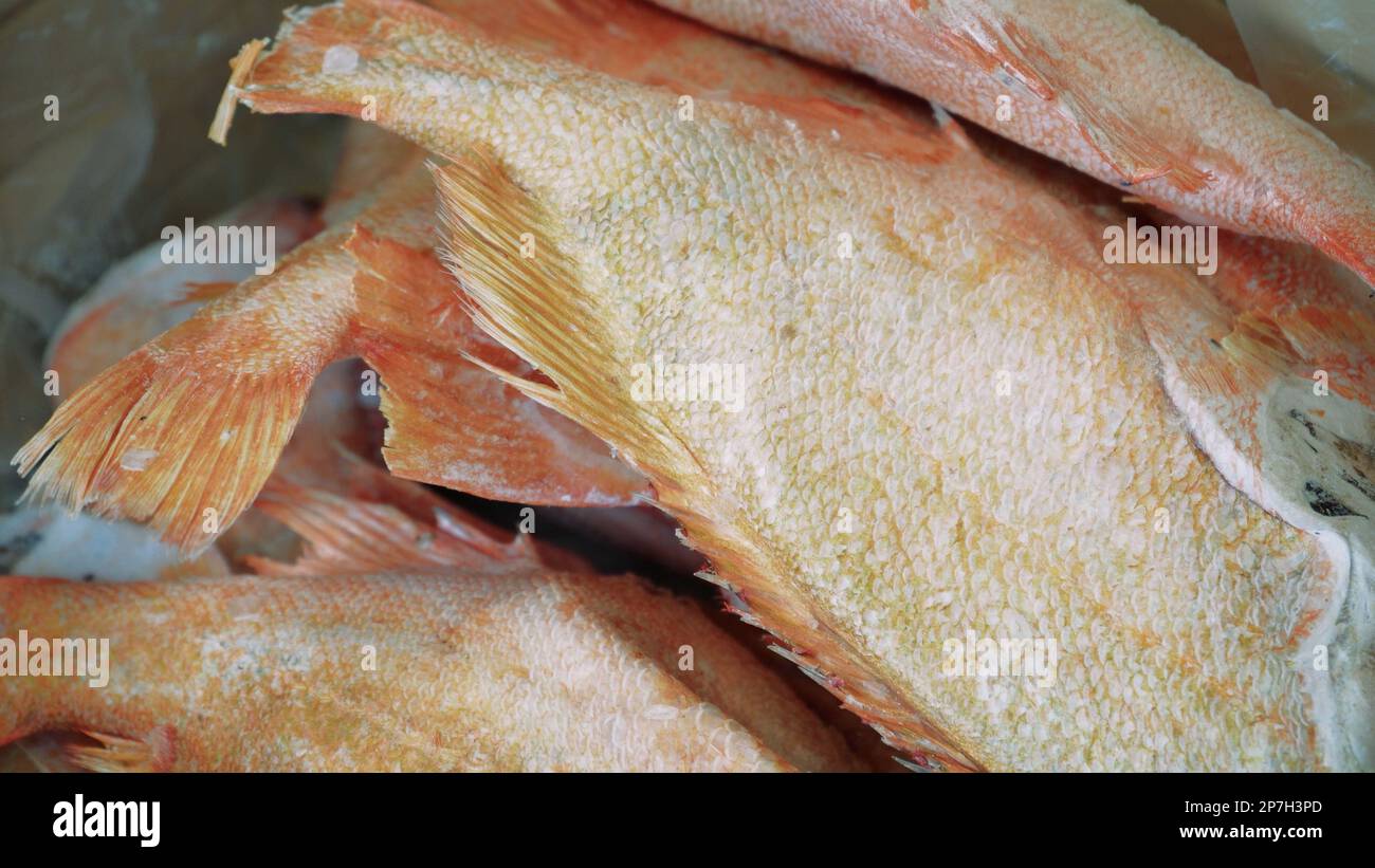 Frischer roher Lachs, Stör, dorado-Fisch und Wolfsbarsch liegen auf dem ...
