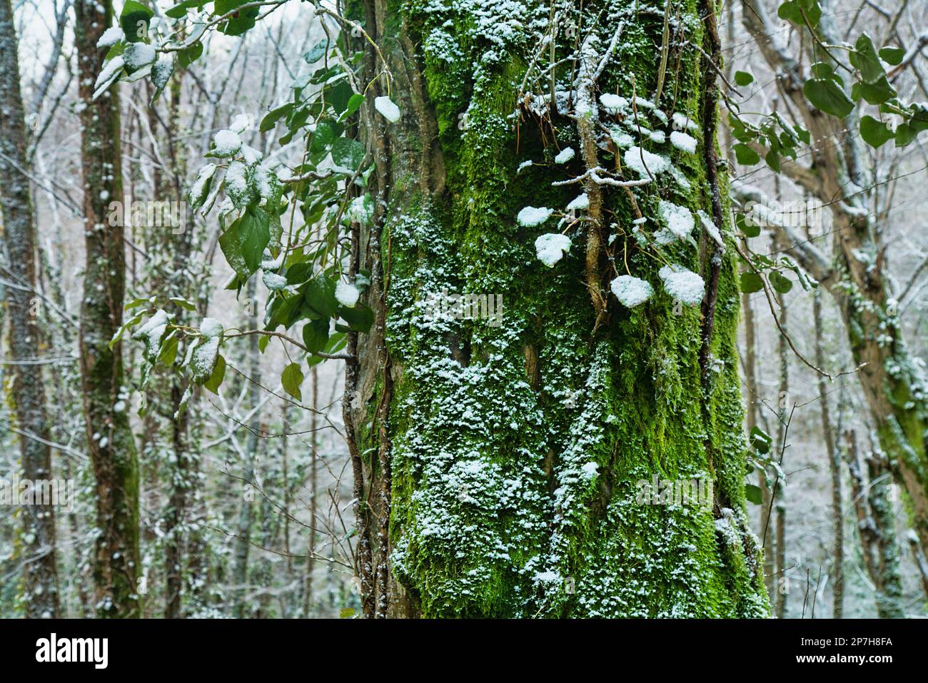 Der subtropische Wald ist mit Schnee bedeckt. Hainbuchen ist mit grünem Efeu bedeckt. Wetterkataklysmus, Klimaschwankungen Stockfoto
