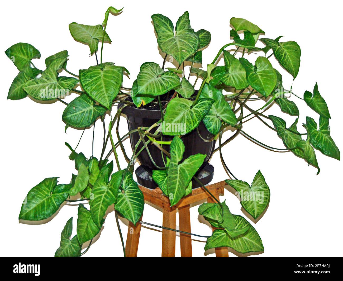 arrowhead-Pflanze - Syngonium podophyllum - in einem Topf Stockfoto