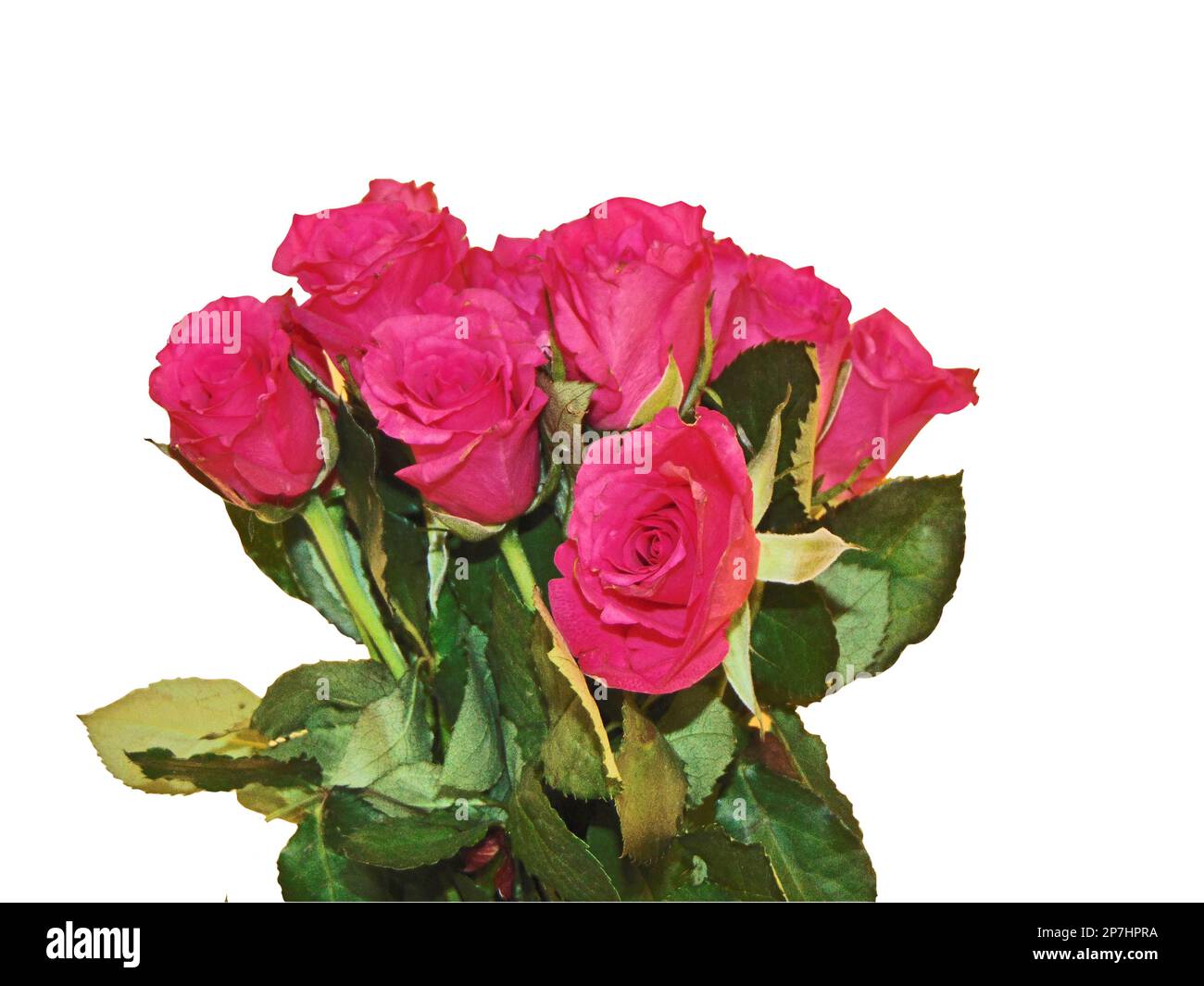 Strauß rosa Rosen isoliert auf weißem Hintergrund Stockfoto