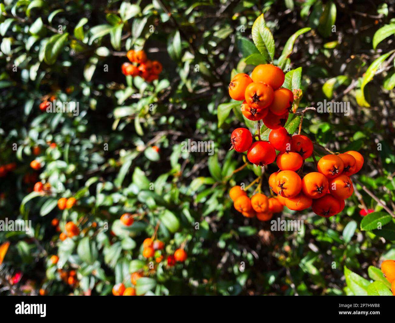 scharlachdorn, Pyracantha Coccinea Stockfoto