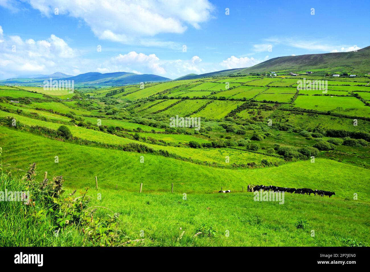 Hügel mit grünen ländlichen Feldern in der Landschaft Irlands. Halbinsel Dingle, County Kerry. Stockfoto