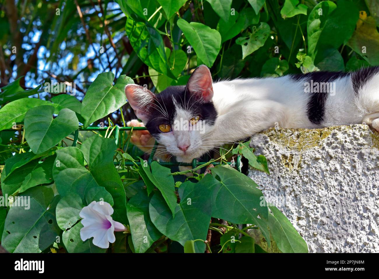 Straßenkatze mit gelben Augen Stockfoto