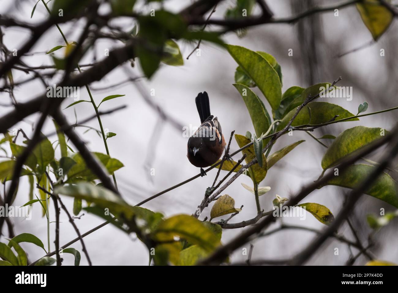 Hochgartenorchard Oriole (Icterus spurius) in Mexiko Stockfoto