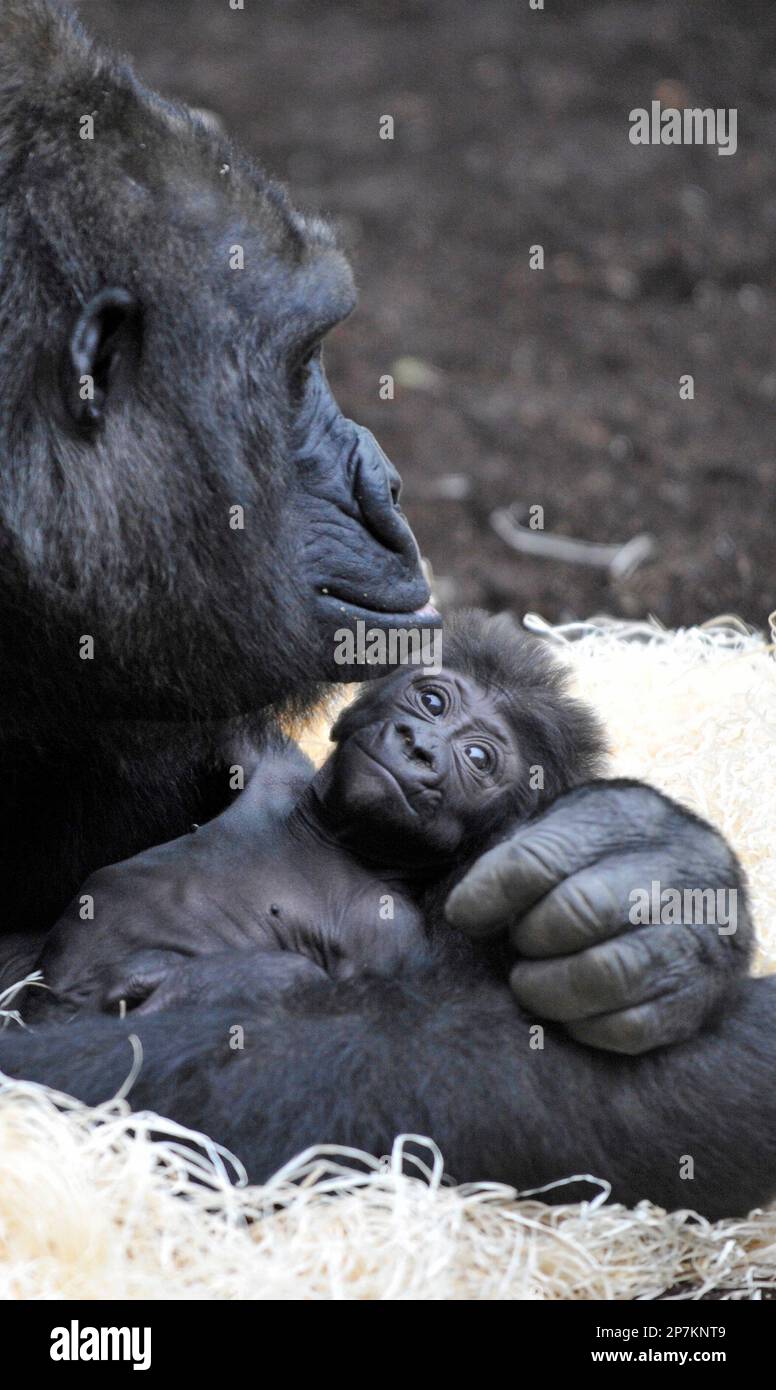 Das Gorilla Weibchen Baghira spielt am Freitag, 22. Januar 2010, im