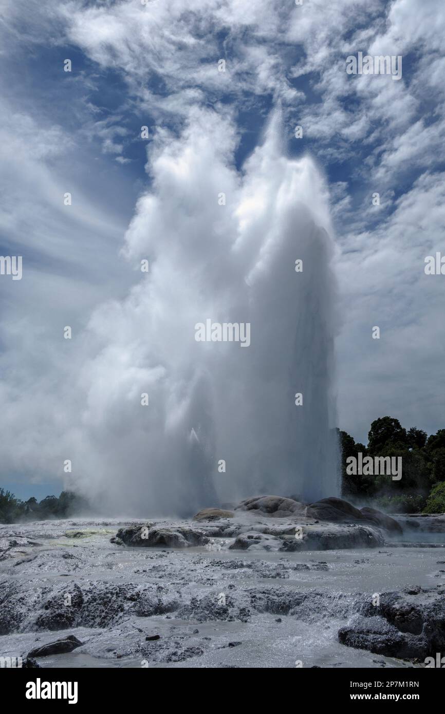 Der Pohutu Geysir in Te Puia, Rotorua, Nordinsel, Neuseeland Stockfoto