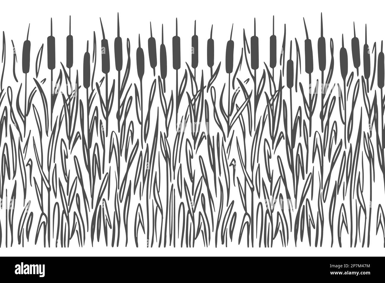 Sumpfpflanze, Silhouette auf weißem Hintergrund. Nahtloses horizontales Muster. Doodle-Skizzenstil. Vektor. Stock Vektor