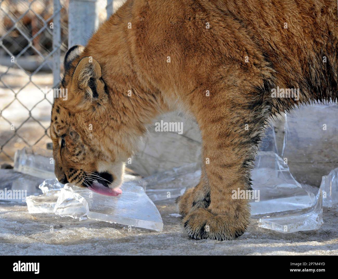 The new eightmonthold liger Sierra Safari Zoo in Reno, Nev. licks a