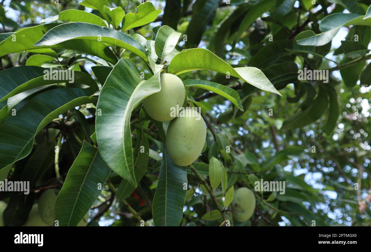 Nahaufnahme von zwei ovalen unreifen Mangofrüchten durch Blätter auf einem Mangobaum im Garten Stockfoto