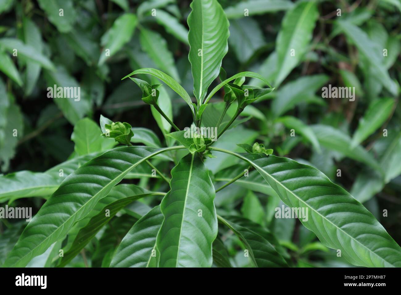 Blütenknospen einer Malabarnusspflanze (Justicia Adhatoda), dies ist die Vorstufe der Blüte dieser Pflanze Stockfoto