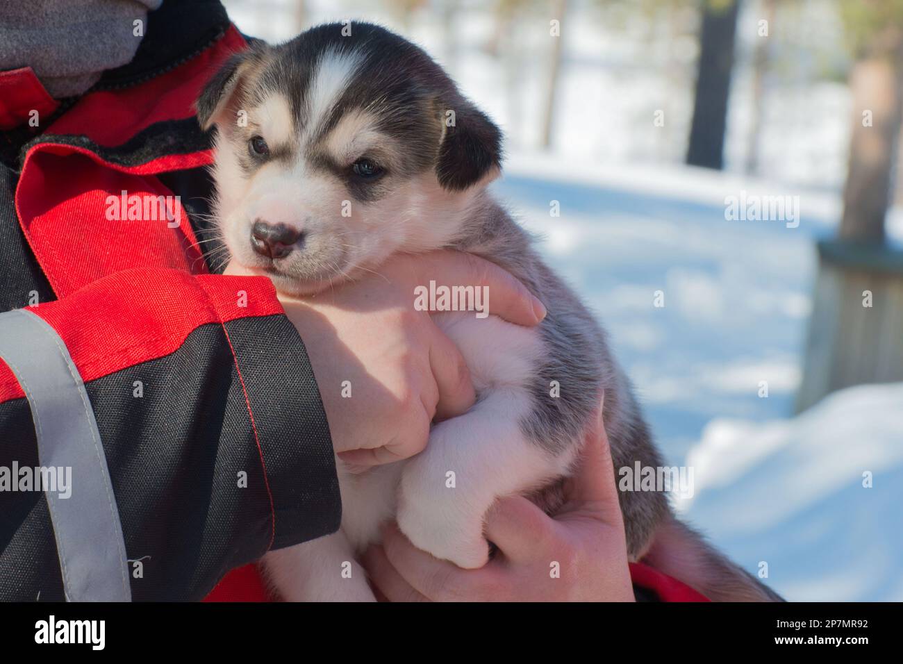 Süßer Welpe aus sibirischem Husky, gehalten von einer unbekannten Person. Lappland Stockfoto