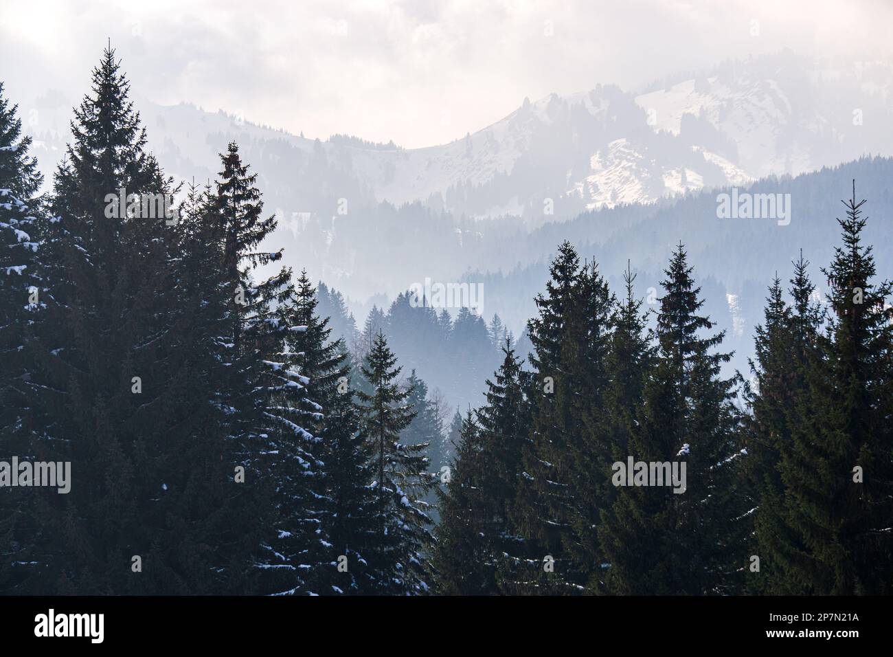 Bewaldete Berghänge und Bergkämme mit Schnee und tiefliegendem Tallnebel mit Silhouetten immergrüner Nadelbäume umhüllt von Nebel. Landschaftlich reizvolles schneegebiet Stockfoto