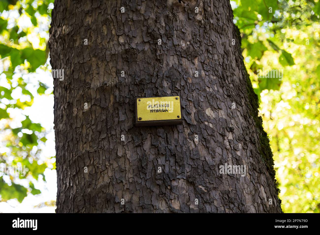 Namensschild auf Baumstamm mit dem Namen in lateinischer Sprache Platanus Hybrida oder London Plane Tree. Stockfoto