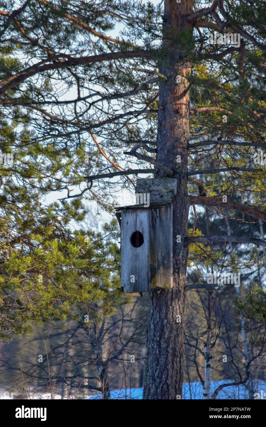Vogelhaus auf Baumstamm aus Birke Stockfotografie - Alamy