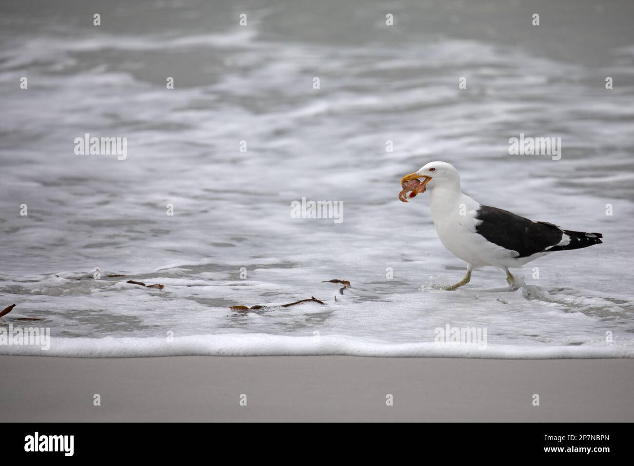 Eine Kelp Gull, Larus Dominicanus, mit einer Shore Crab im Maul, auf den Falklandinseln. Stockfoto