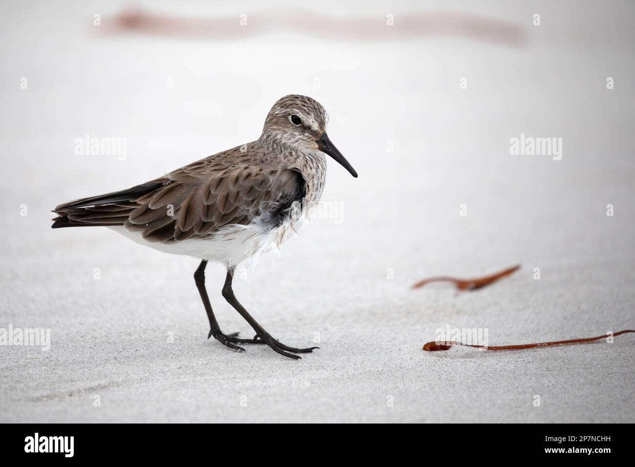 Ein weißer Sandpiper, Calidris Fuscicollis, auf den Falklandinseln. Stockfoto