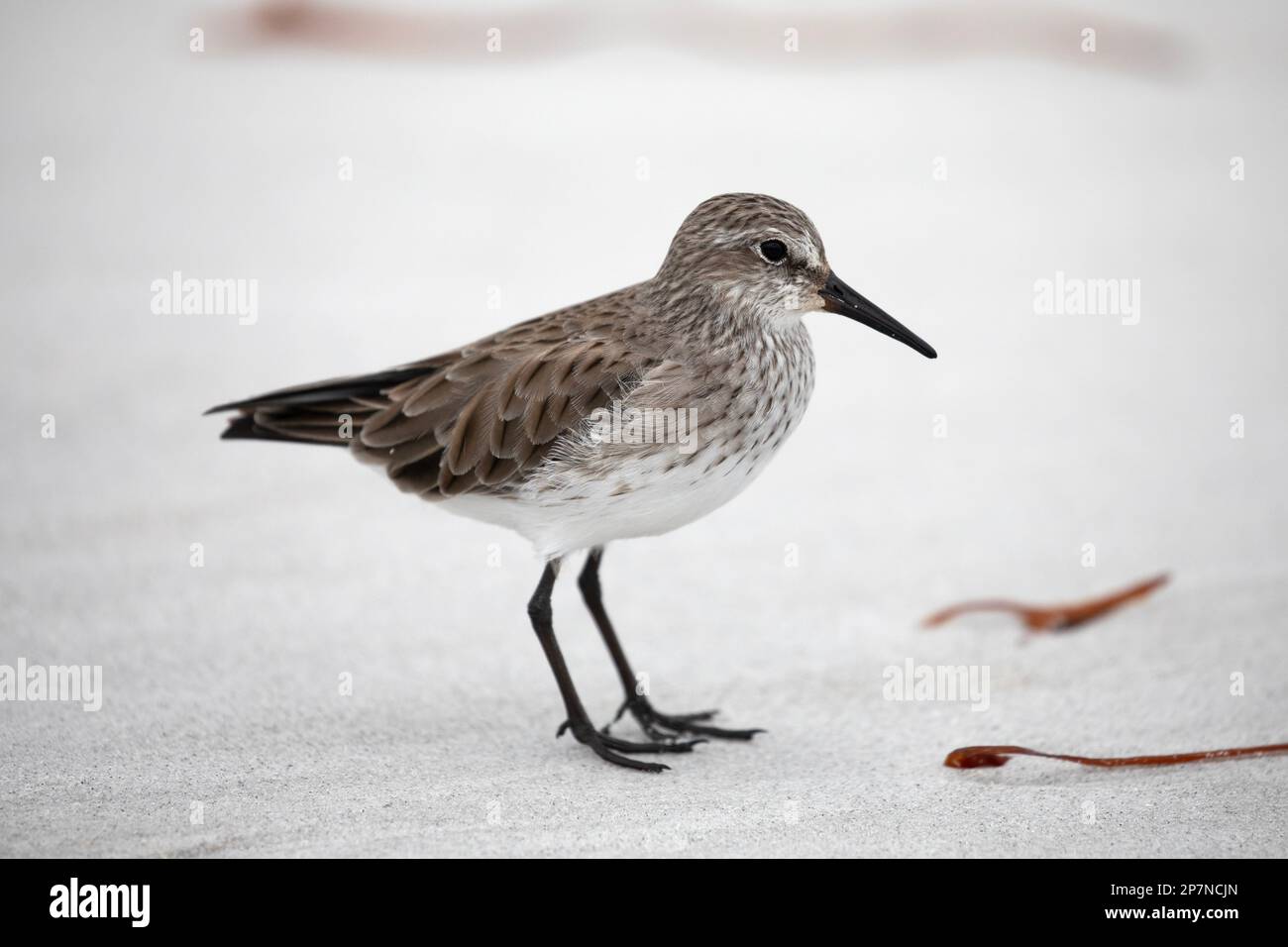 Ein weißer Sandpiper, Calidris Fuscicollis, auf den Falklandinseln. Stockfoto