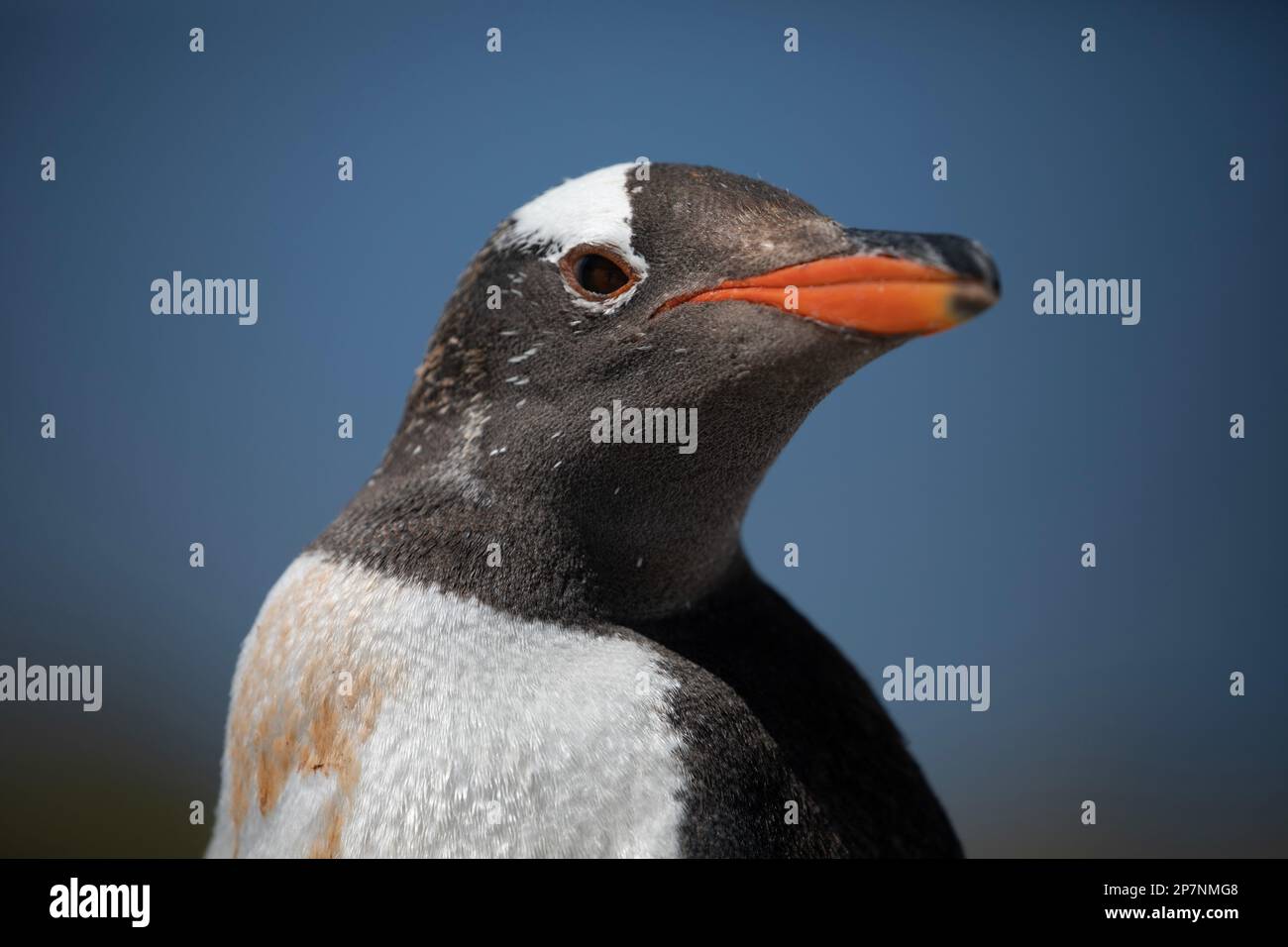 Ein Gentoo-Pinguin, Pygoscelis Papua, in einer Kolonie in Yorke Bay auf den Falklandinseln. Stockfoto