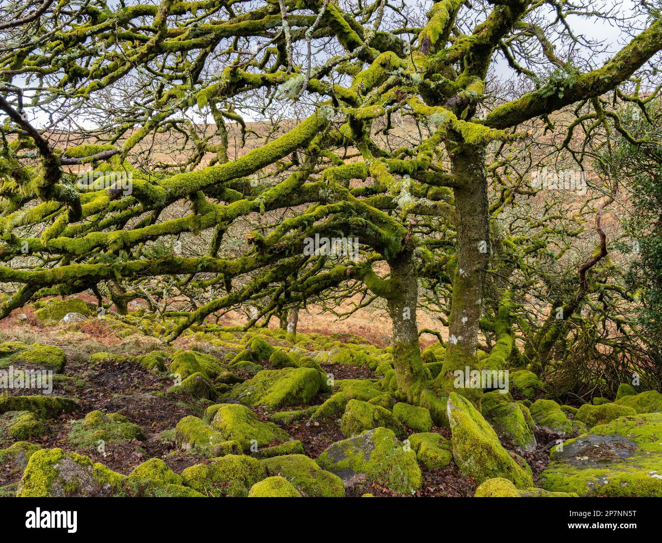 Wistman's Wood, ein hoch gelegener Eichenwald im Dartmoor-Nationalpark in Devon. Stockfoto