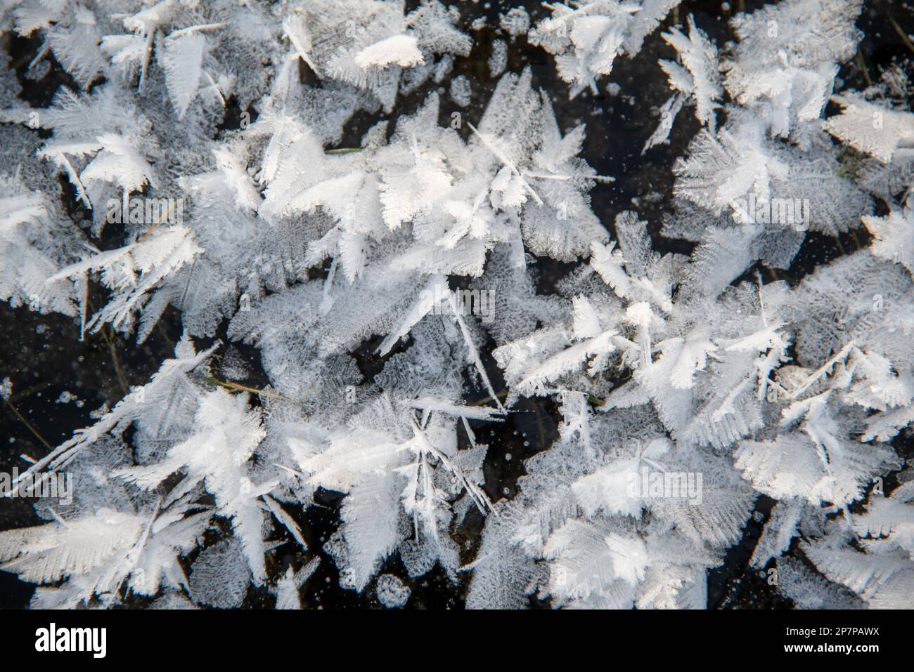 Einzigartige und beeindruckende Frostblumen, die sich auf der ersten Eisschicht bildeten, um auf dem See zu frieren. Abstrakt, unglaublich, wunderschön, schöner Hintergrund. Stockfoto