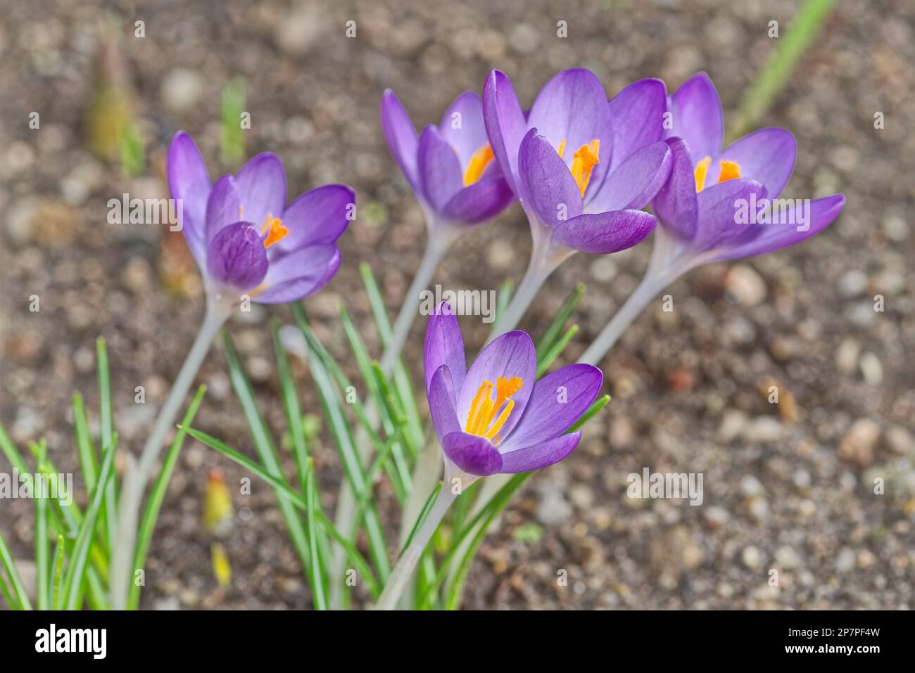 Mehrere lila Krokusse in Blüte vor einem leuchtend grauen Hintergrund Stockfoto