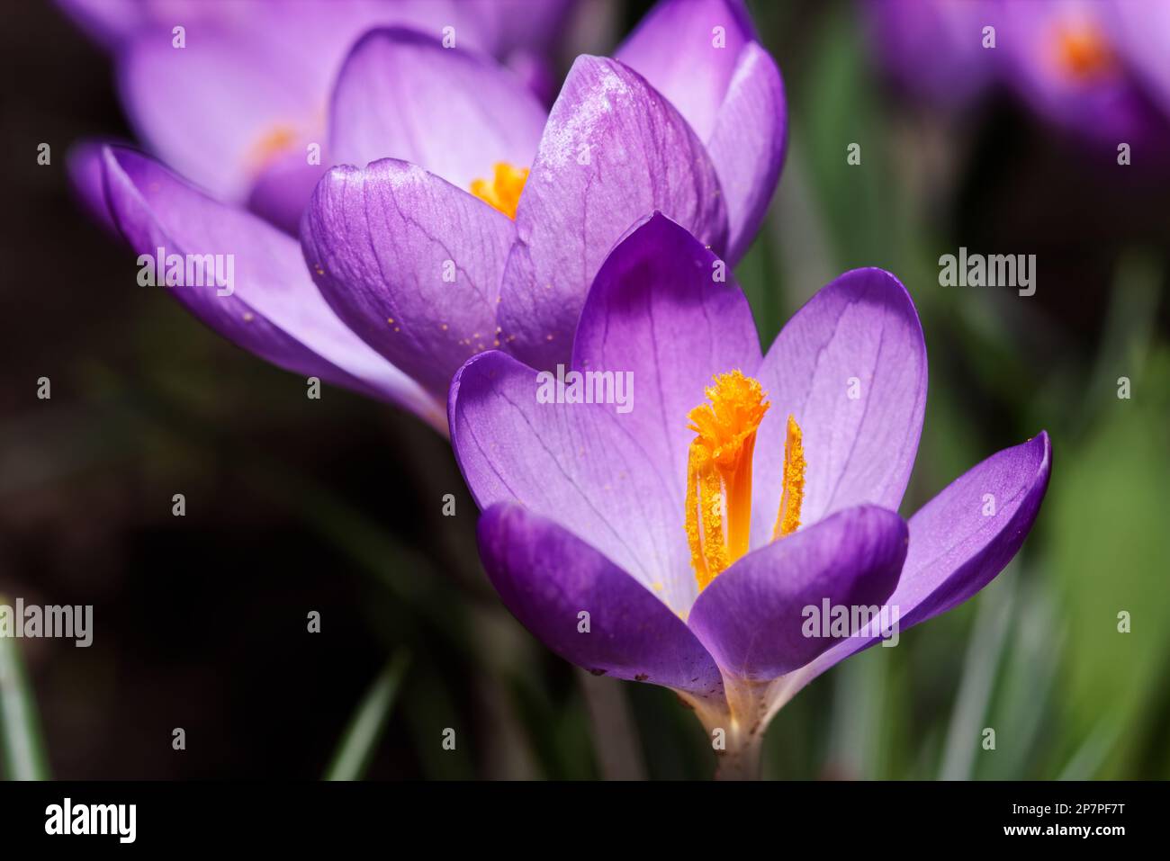 Nahaufnahme der blühenden lila Krokusblume vor dunklem Hintergrund. Makrofotografie Stockfoto