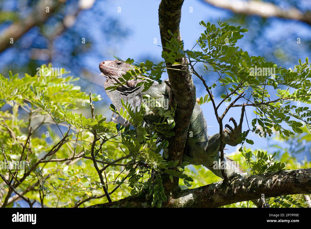 Leguane in freier Wildbahn, Costa Rica Stockfoto