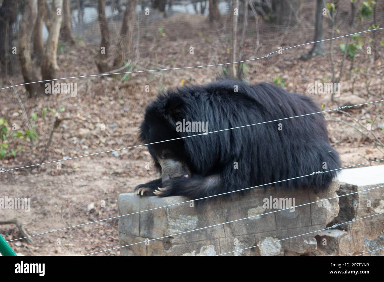 Indianischer Bär im Bannerghatta-Nationalpark Bangalore im Zoo. Forest Wildlife Sanctuaries in Karnataka India Stockfoto