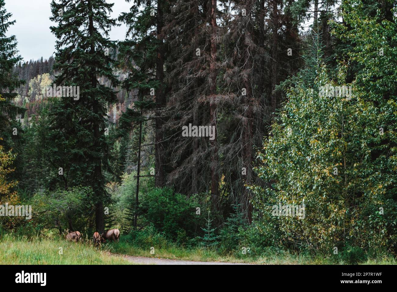 Einige Hirsche in den Kanadischen Rocky Mountains von hinten Stockfoto