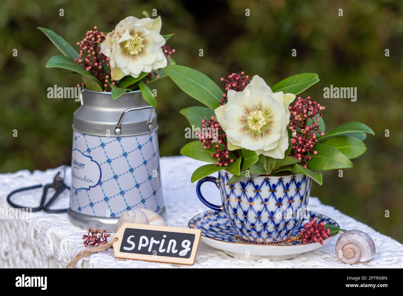 Blumenarrangements mit Blumenstrauß aus lentenrose und Skimmia japonica in klassischer Kaffeetasse Stockfoto