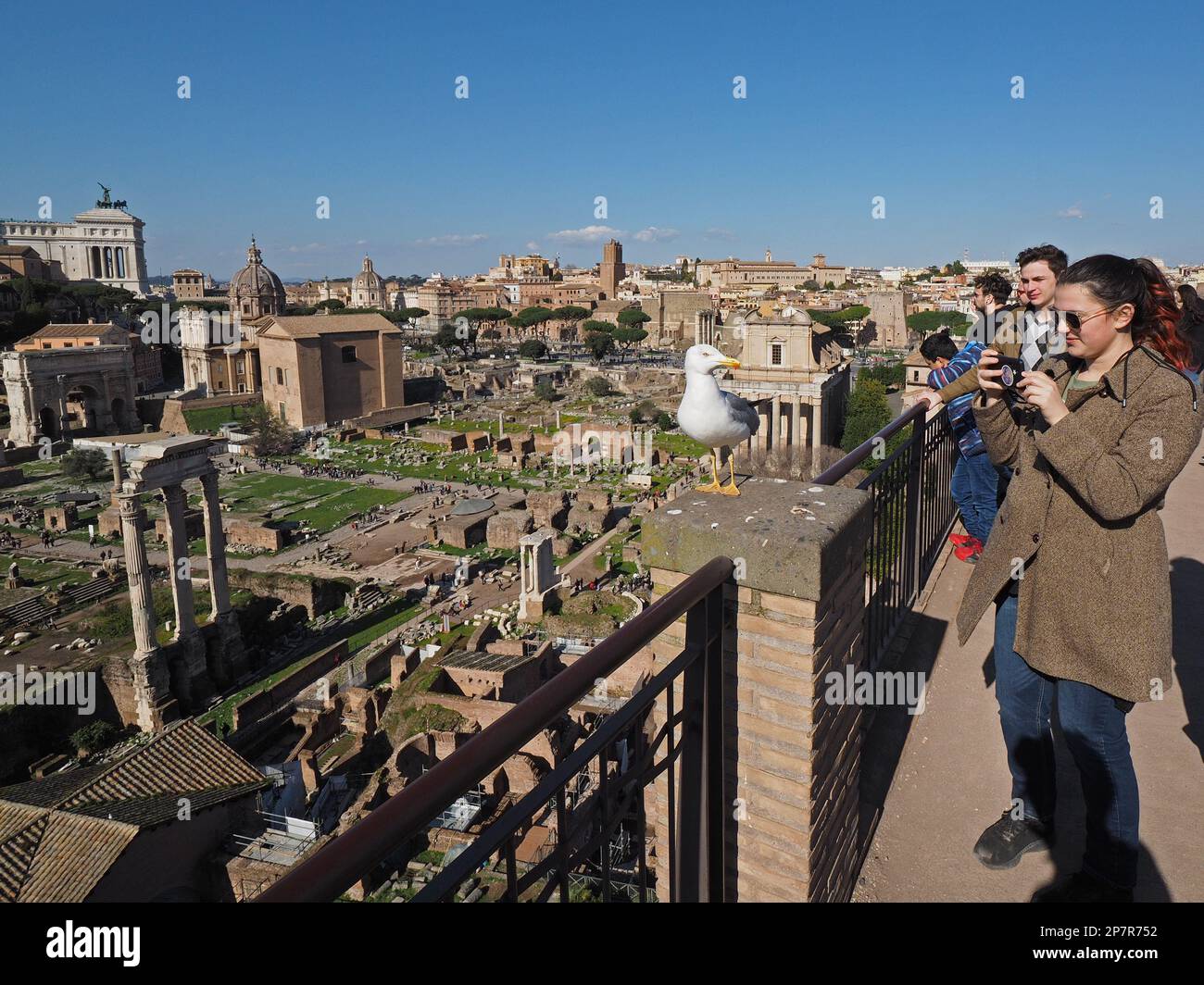 Große Möwe, die mit den Touristen auf dem Palatin-Hügel nach Essen sucht, mit einer jungen Frau, die ein Nahaufnahmen mit ihrem Handy macht. Rom, Italien Stockfoto